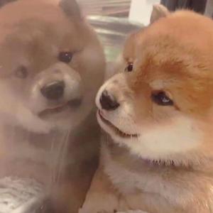 草莓视频深夜福利在线观看
